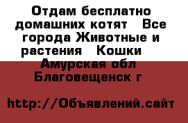 Отдам бесплатно домашних котят - Все города Животные и растения » Кошки   . Амурская обл.,Благовещенск г.